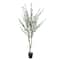5.5ft. Potted Green Olive Tree by Ashland®